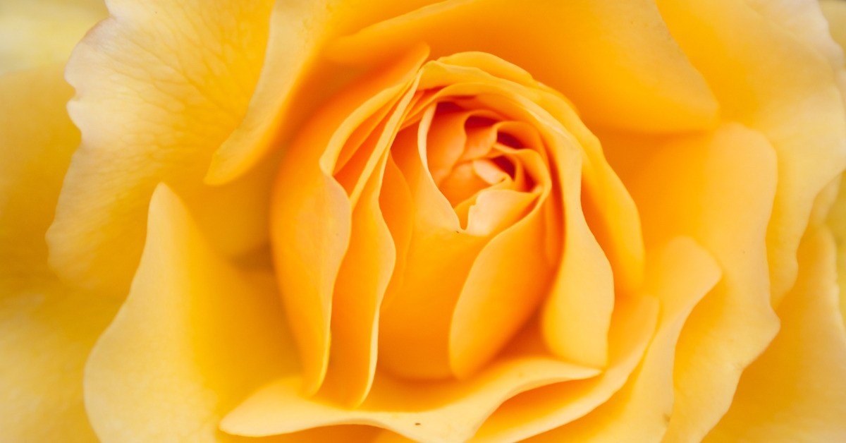 Psychic Medium Teaches 5 Steps to Create a Psychic Protection Rose