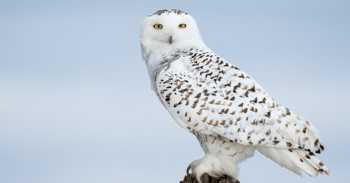 10 Animal Totems and Their Meaning