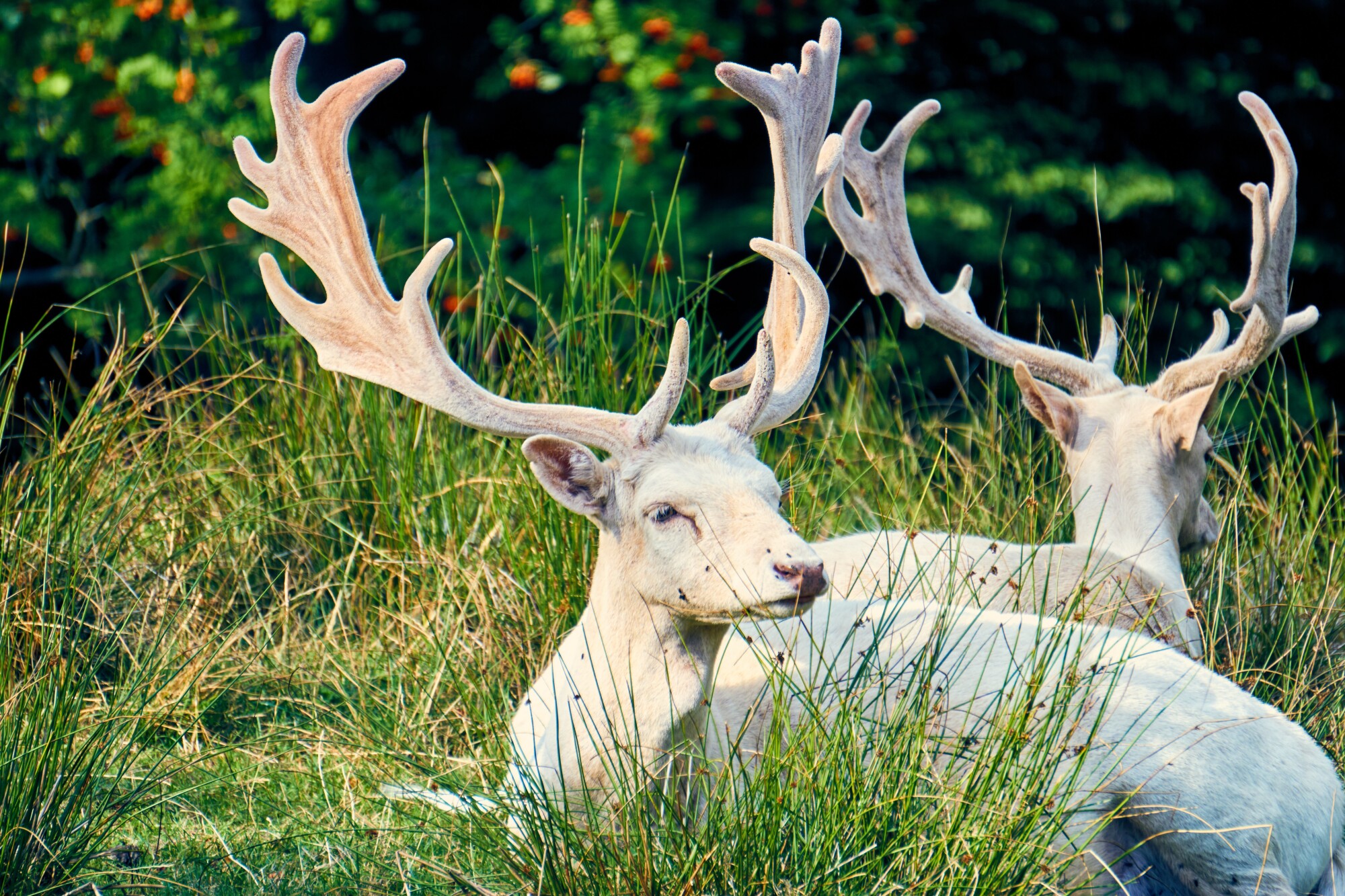 The Spiritual Significance of Sighting a Rare Albino Deer