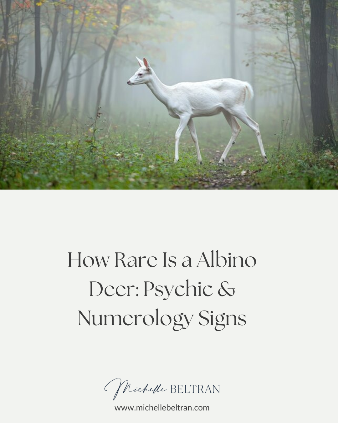 How Rare Is a Albino Deer: Psychic & Numerology Signs